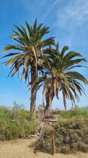 2023-GC--Mapalomas dunas-S123-238.jpg